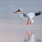 pelican